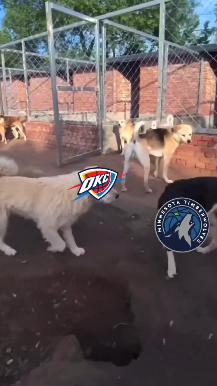 DB真人旗舰🔥火到国外了！俄城警察局P图庆祝雷霆西部冠军：狗王来也~